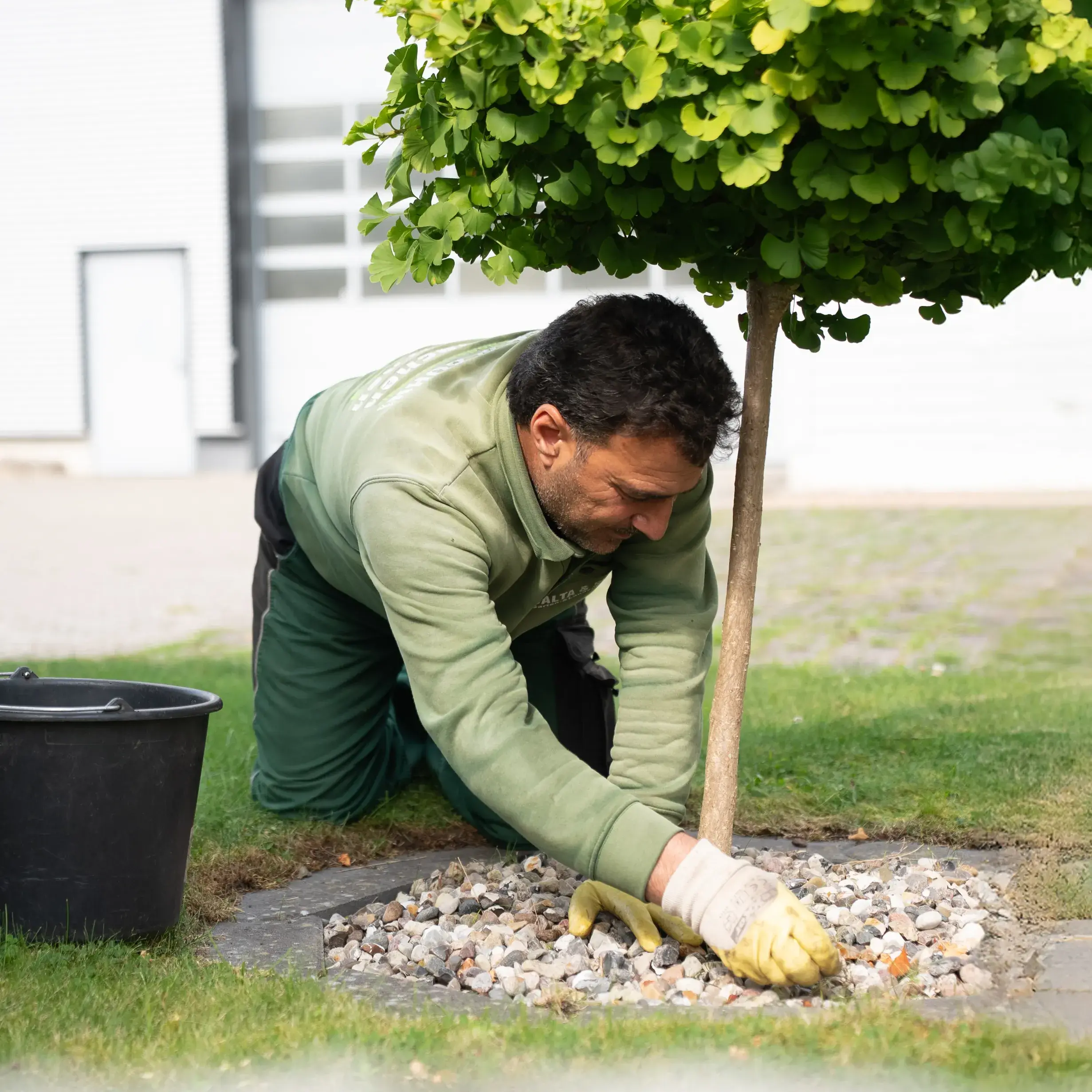 Wann und wie pflanze ich einen Apfelbaum – und worauf solltest du achten?
