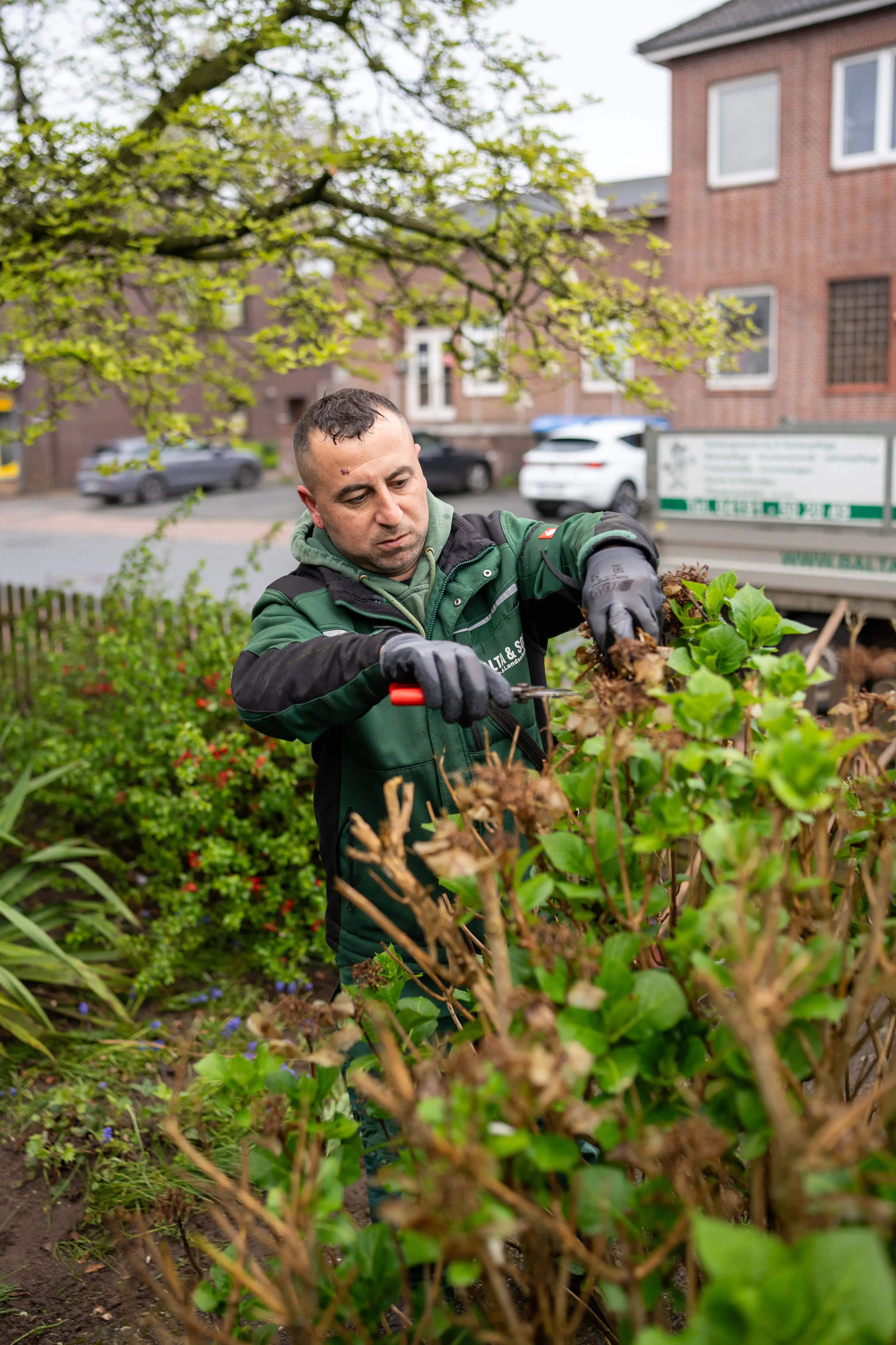 Top 10 pflegeleichte Pflanzen für Ihren Garten in Kaltenkirchen