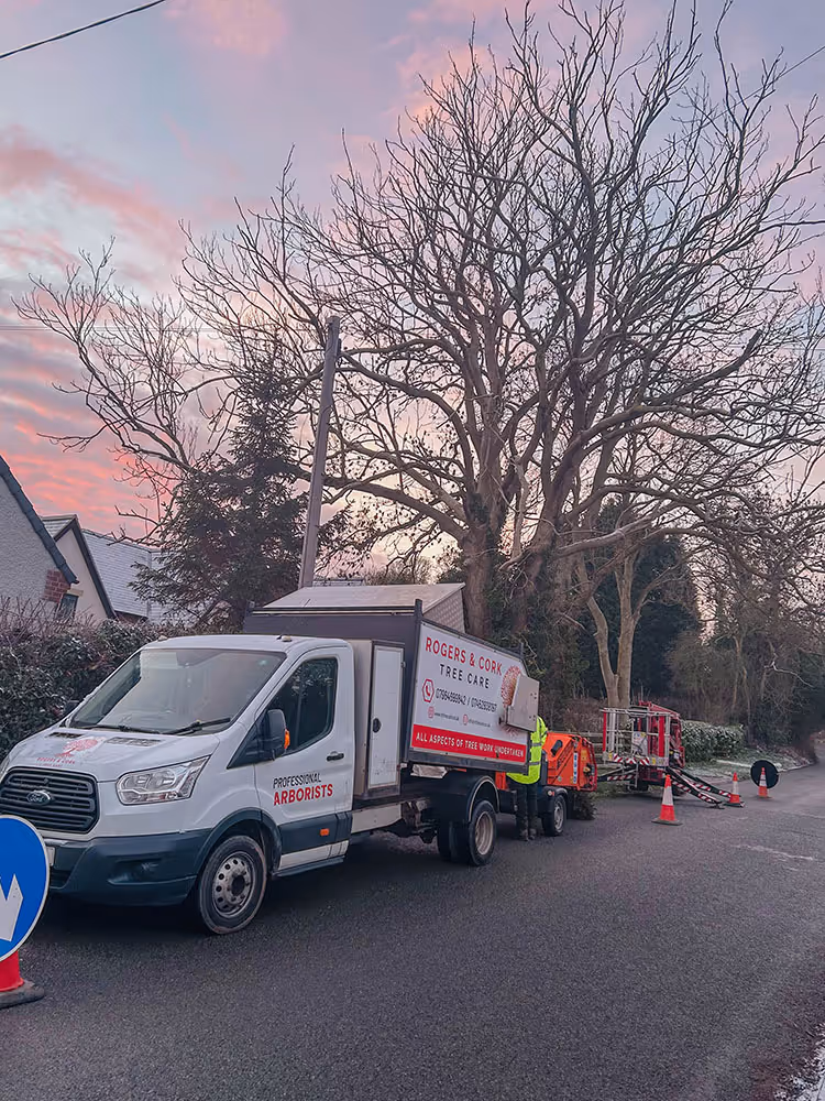 Deadwood assessment and tree care by Rogers & Cork Tree Care