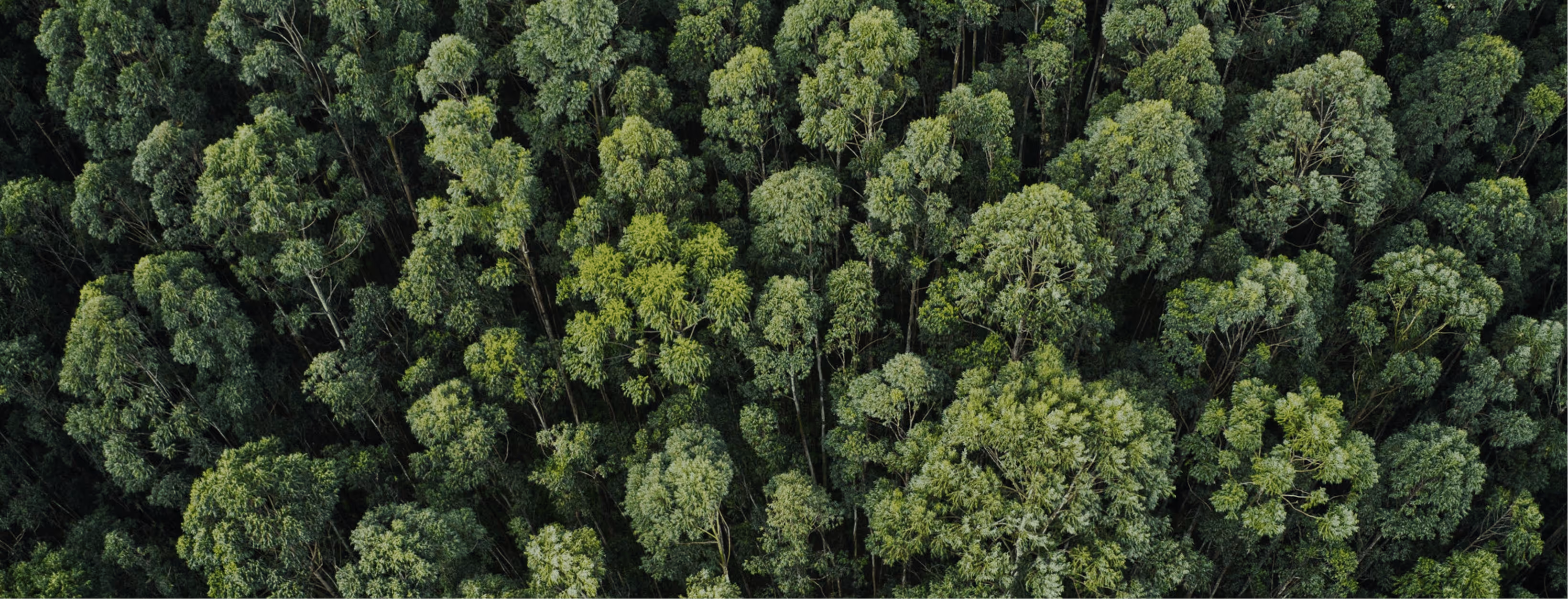 Vue aérienne d'une canopée dense avec des arbres verts hauts et feuillus.