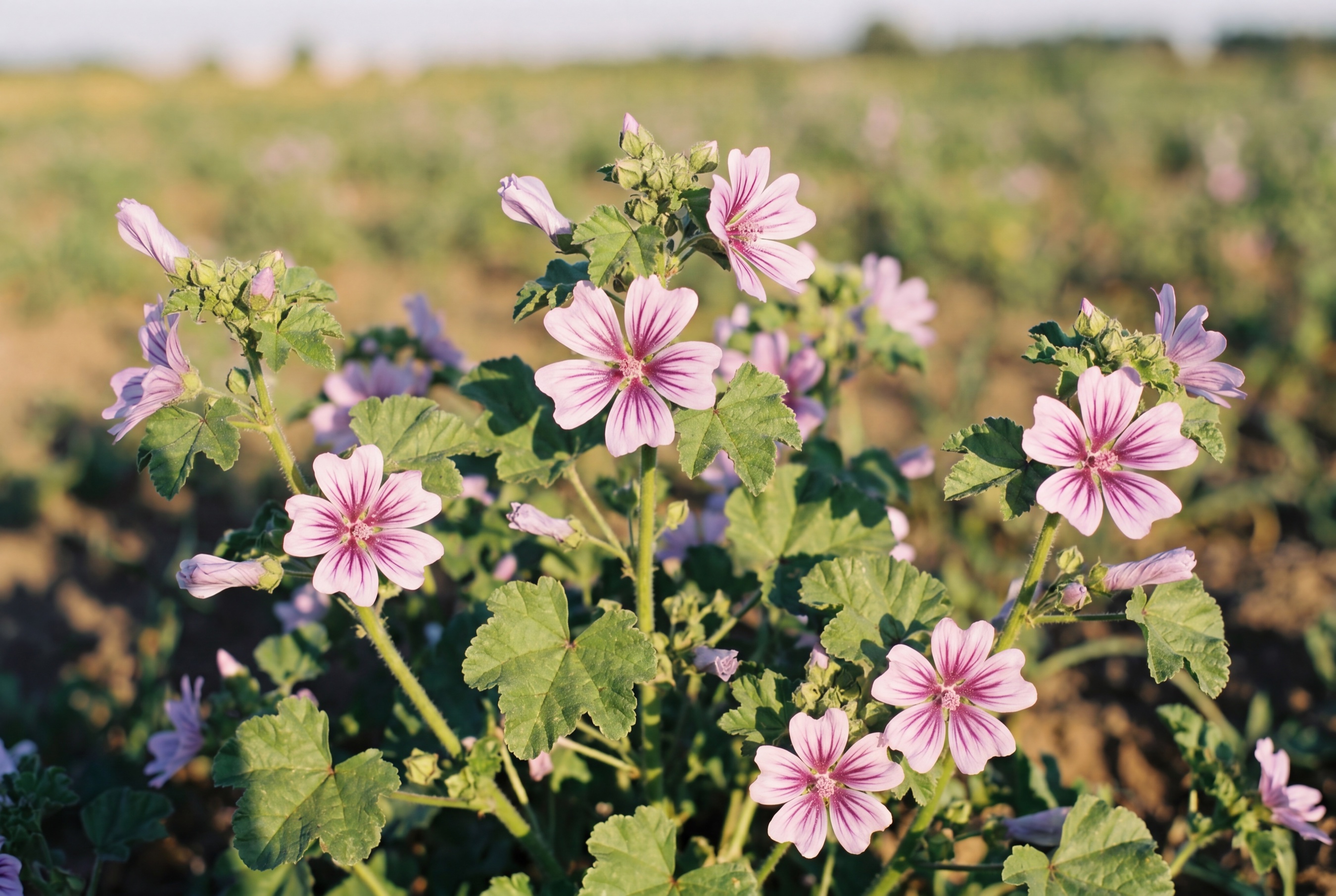 Malva in fiore, Ideja