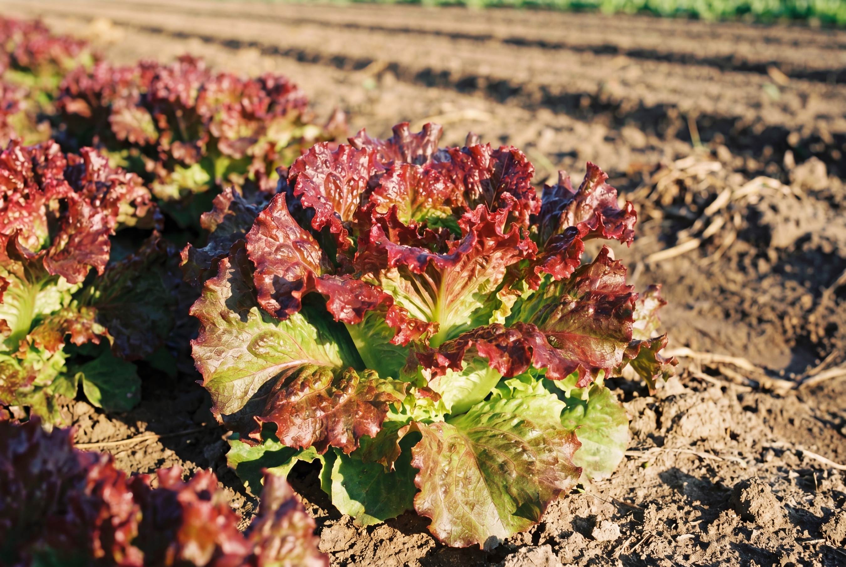Lattuga Gentilina Rossa coltivata da Ideja, in campo