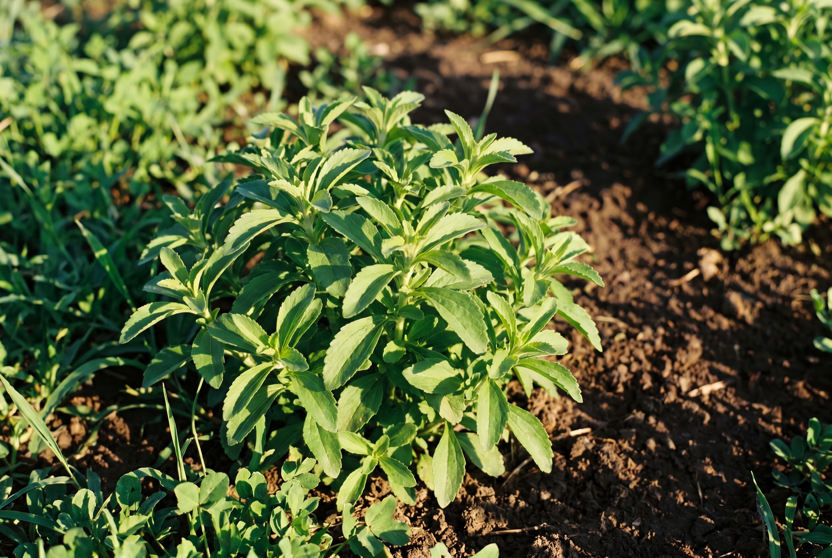 Stevia coltivata da Ideja, foglie fresche in campo