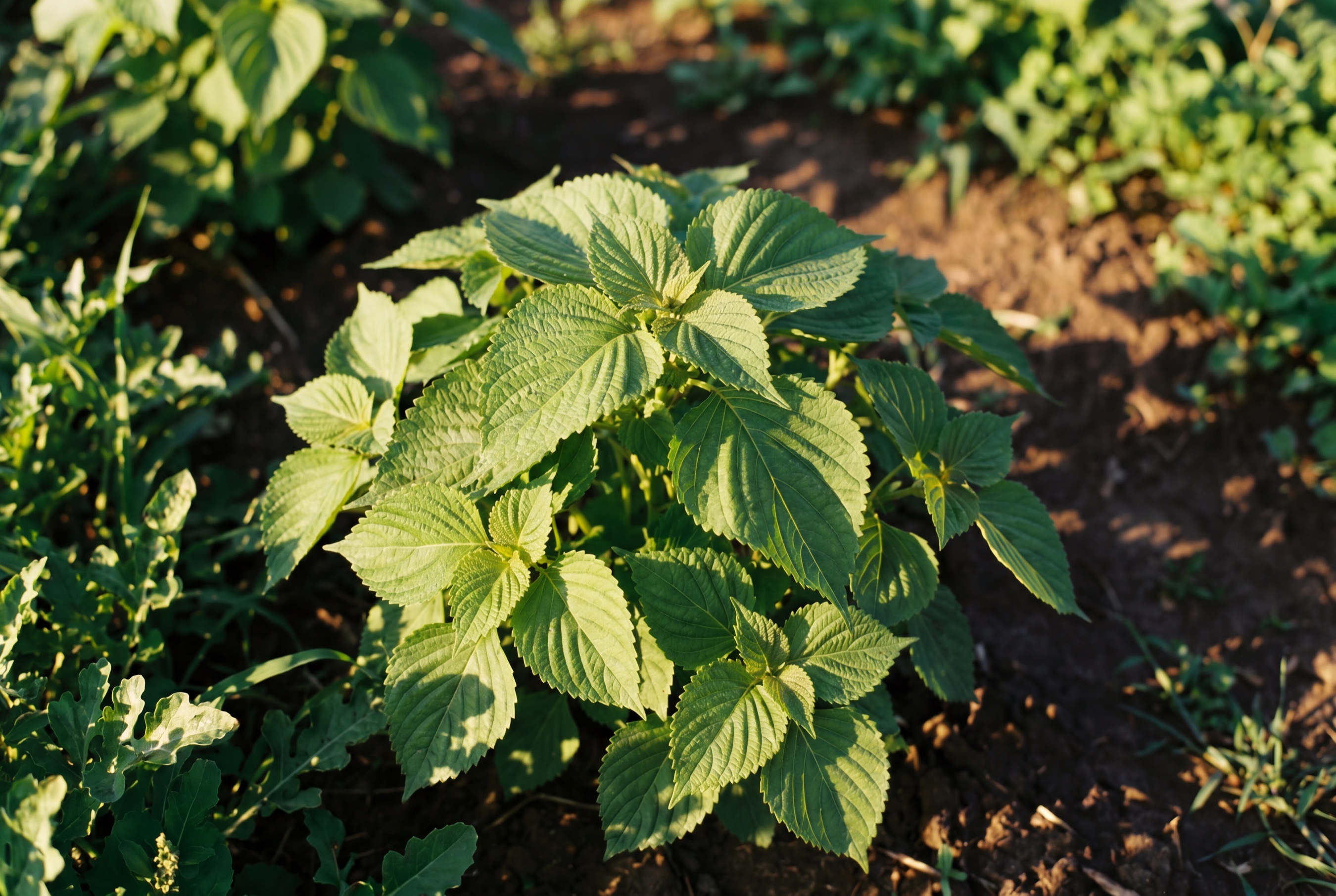 Shiso coltivato da Ideja, foglie fresche in campo