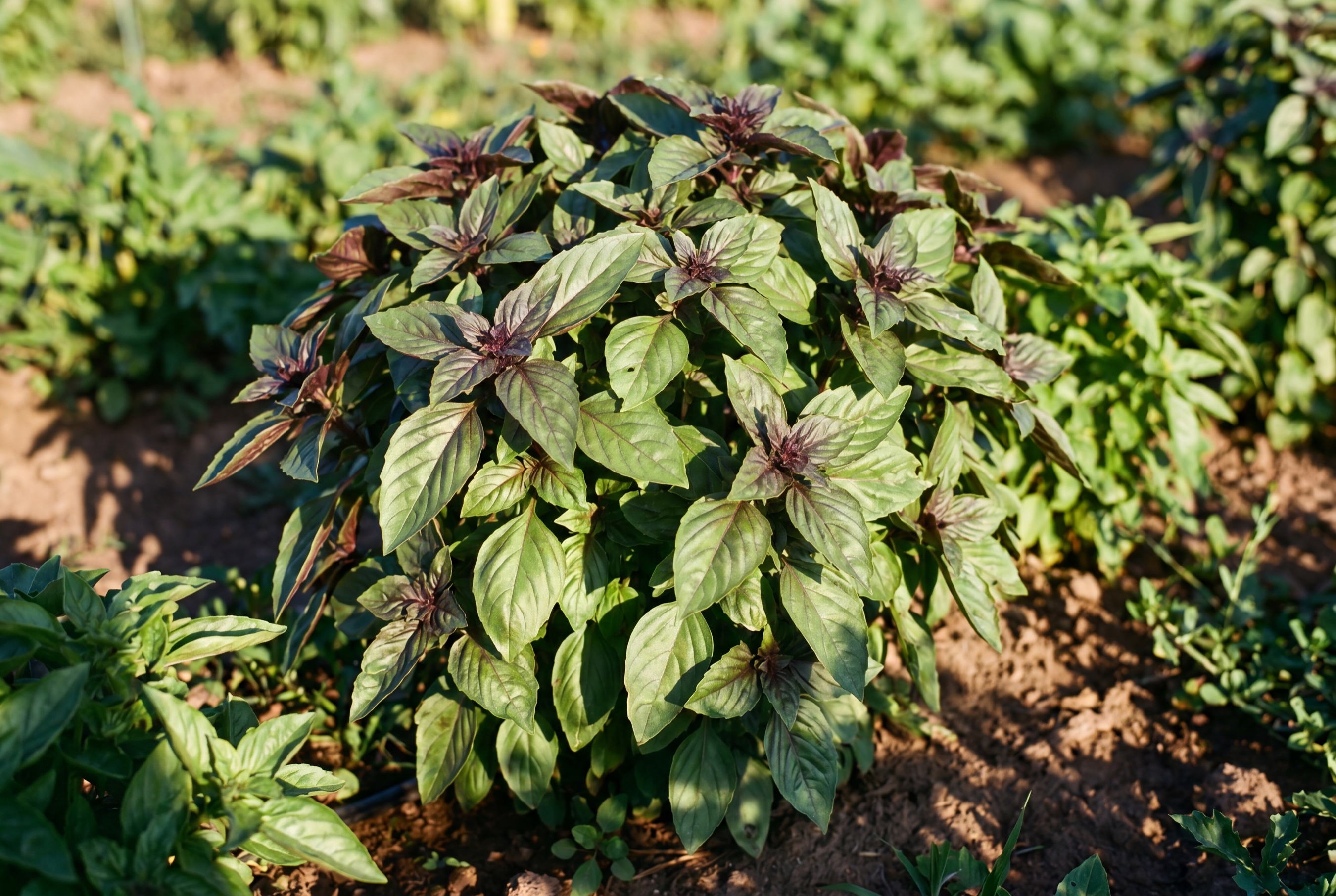 Basilico rosso coltivato da Ideja, foglie fresche in campo