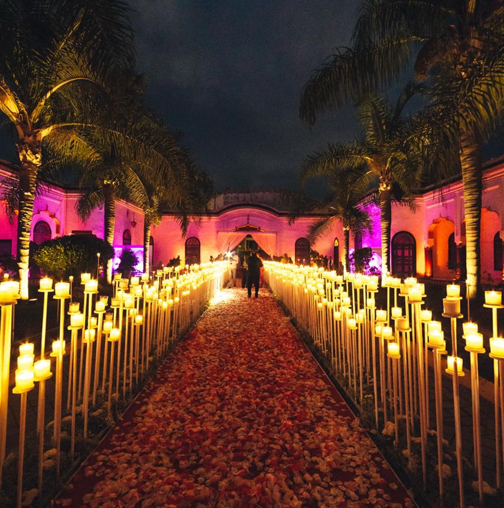 Sunlight shining through hanging white flowers and green leaves in an outdoor setting.