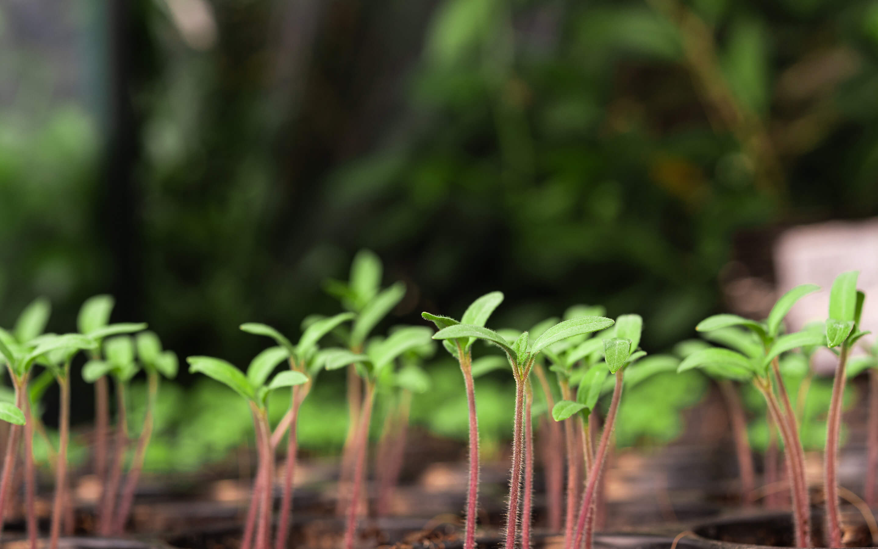 Close-up of young green seedlings with delicate stems and leaves in a blurred natural background.