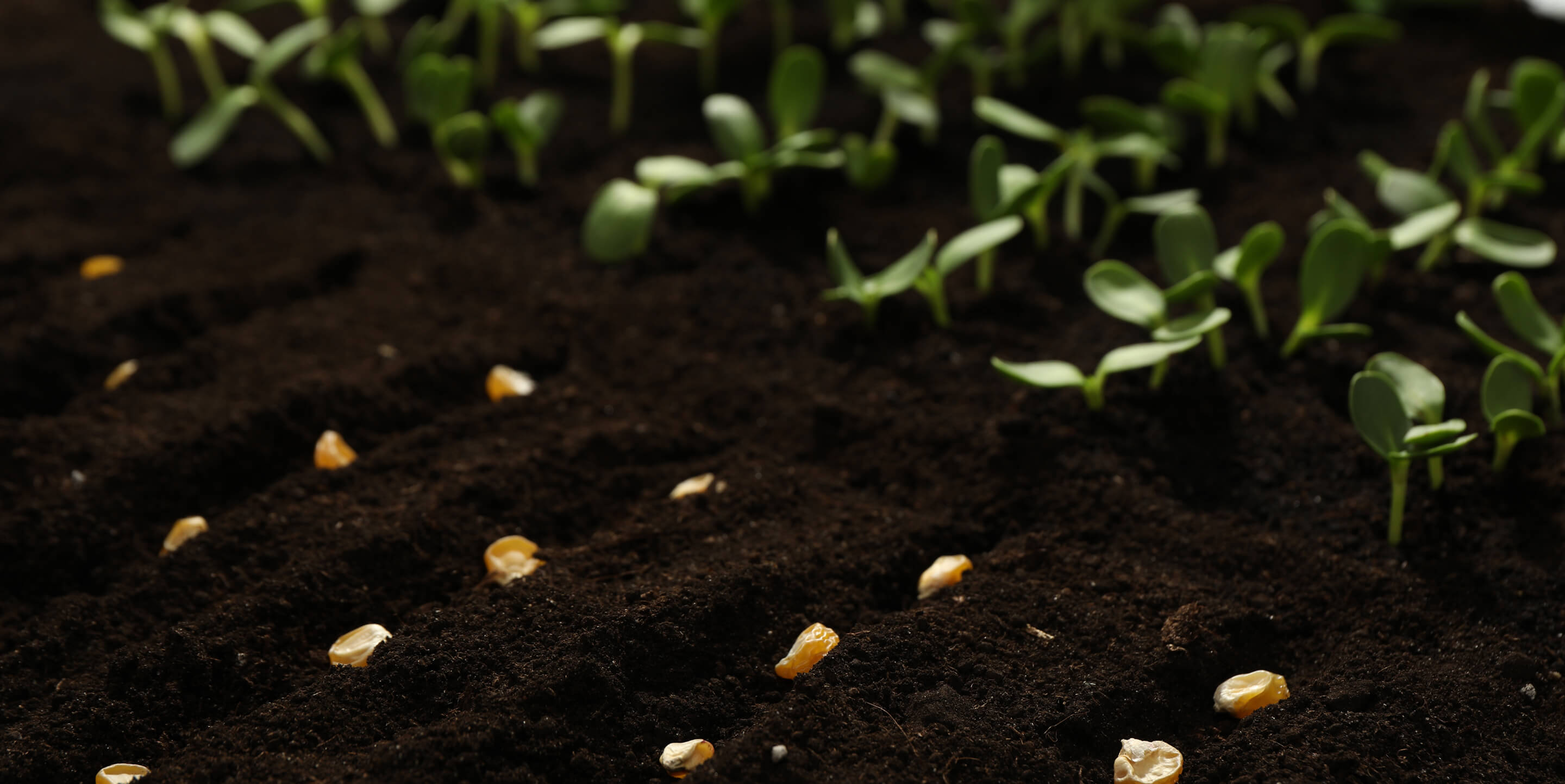 Seeds planted in rich, dark soil with rows of small, green seedlings emerging in the background.