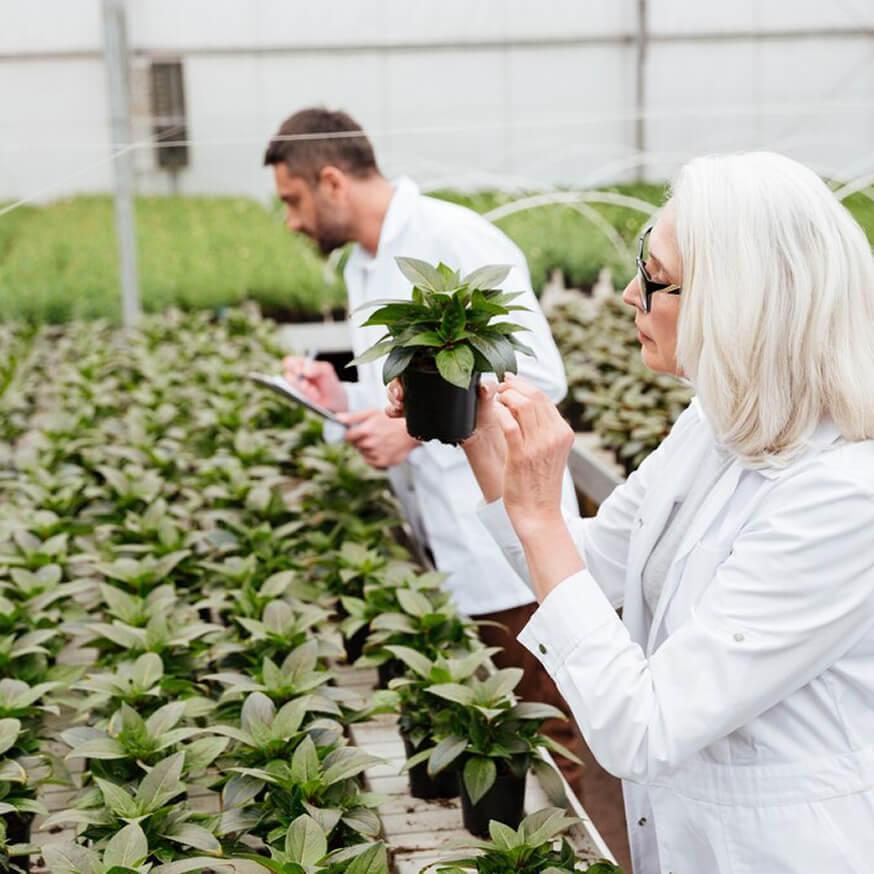 Two scientists in lab coats examine plants in a greenhouse.