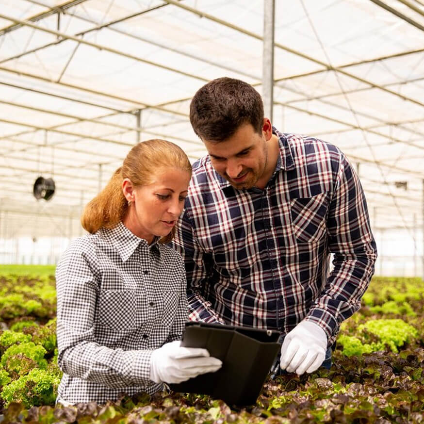 Two people in plaid shirts and gloves examine a tablet in a greenhouse full of leafy greens, conveying teamwork and innovation in agriculture.