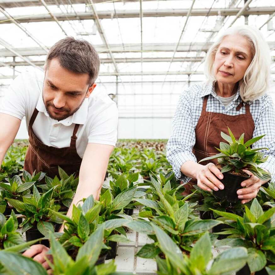 Two people in aprons work with green plants in a sunlit greenhouse.