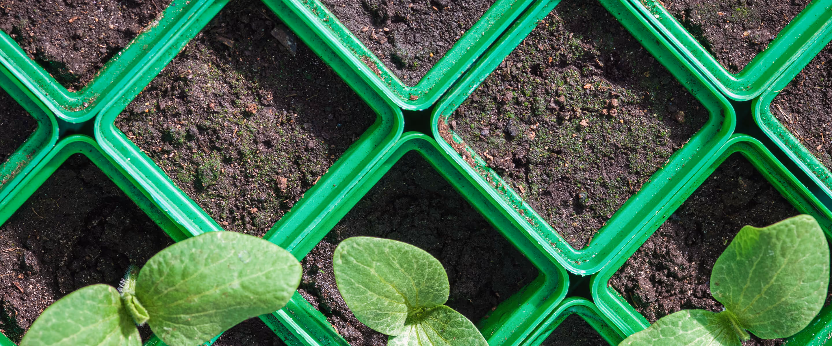 Close-up of green seedling trays filled with dark soil, some containing sprouting green leaves.