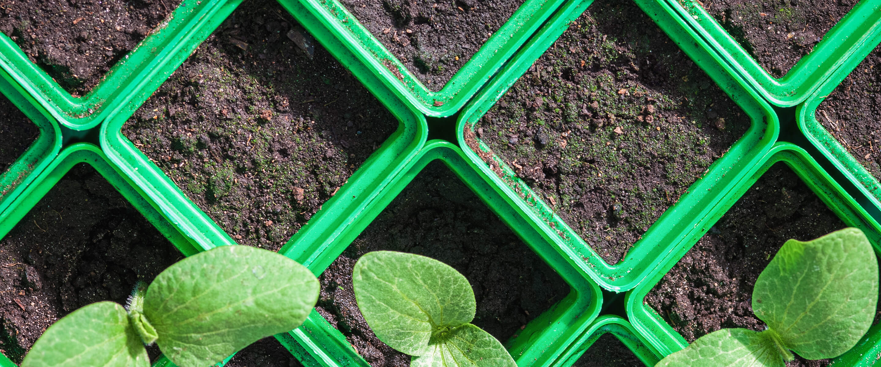 Close-up of green seedling trays filled with dark soil, some containing sprouting green leaves.