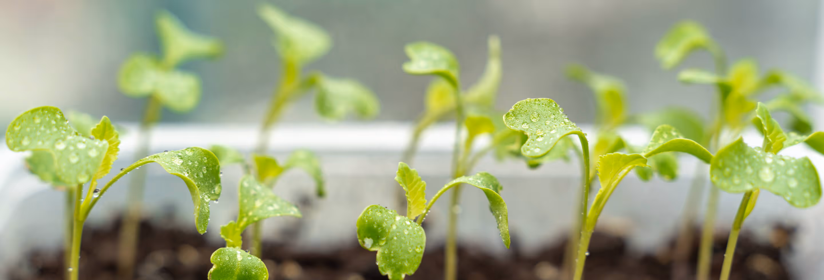 Close-up of vibrant green seedlings with water droplets on leaves in soil, conveying freshness and new growth.