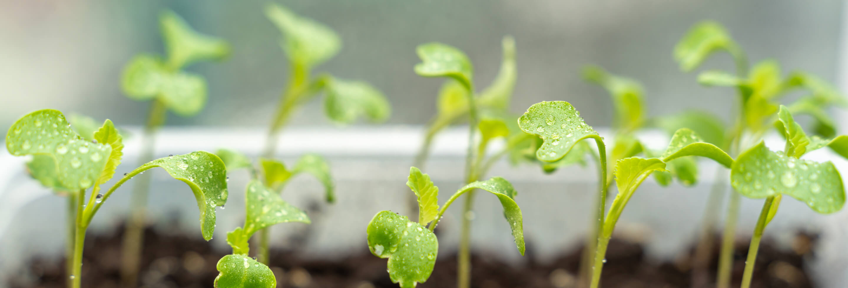 Close-up of vibrant green seedlings with water droplets on leaves in soil, conveying freshness and new growth.