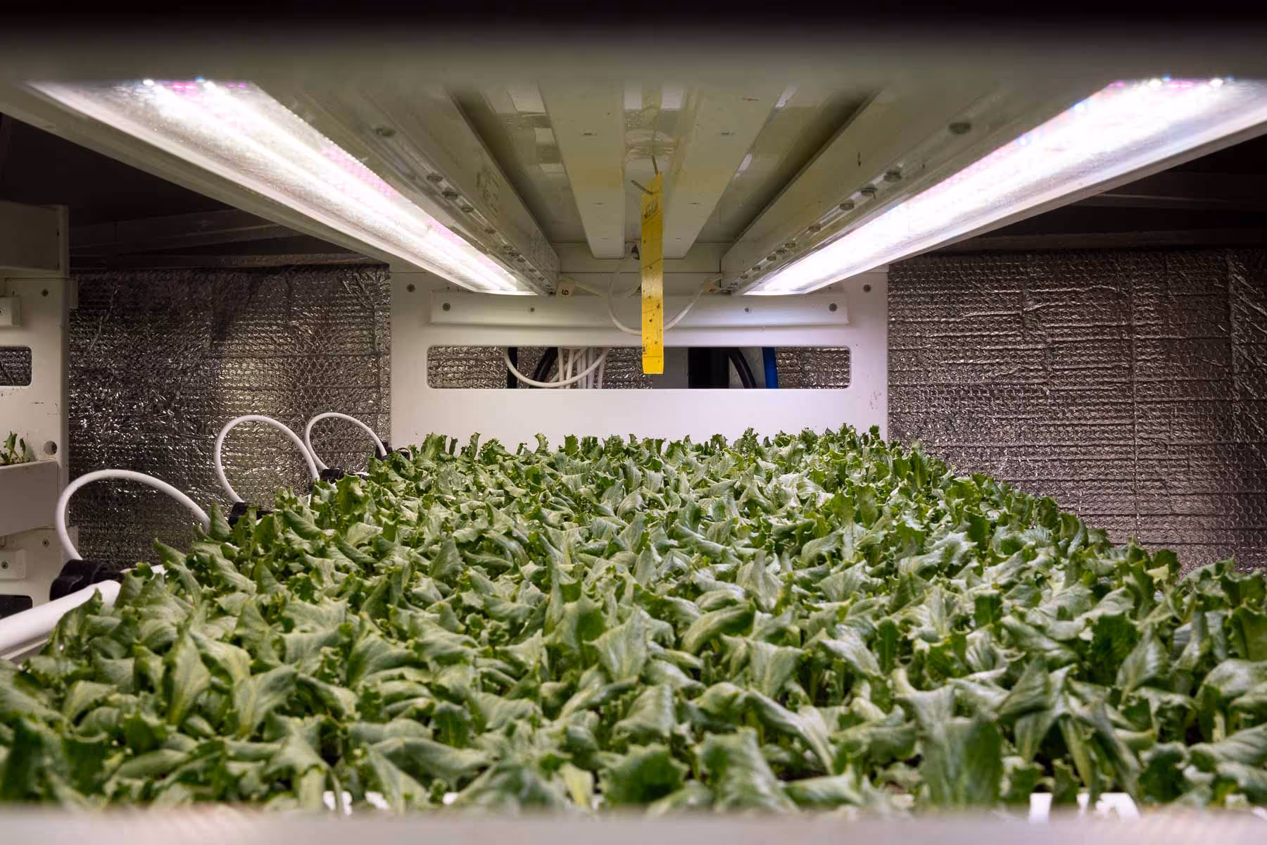 Young plants growing under LED lights in Planteva’s indoor propagation system.