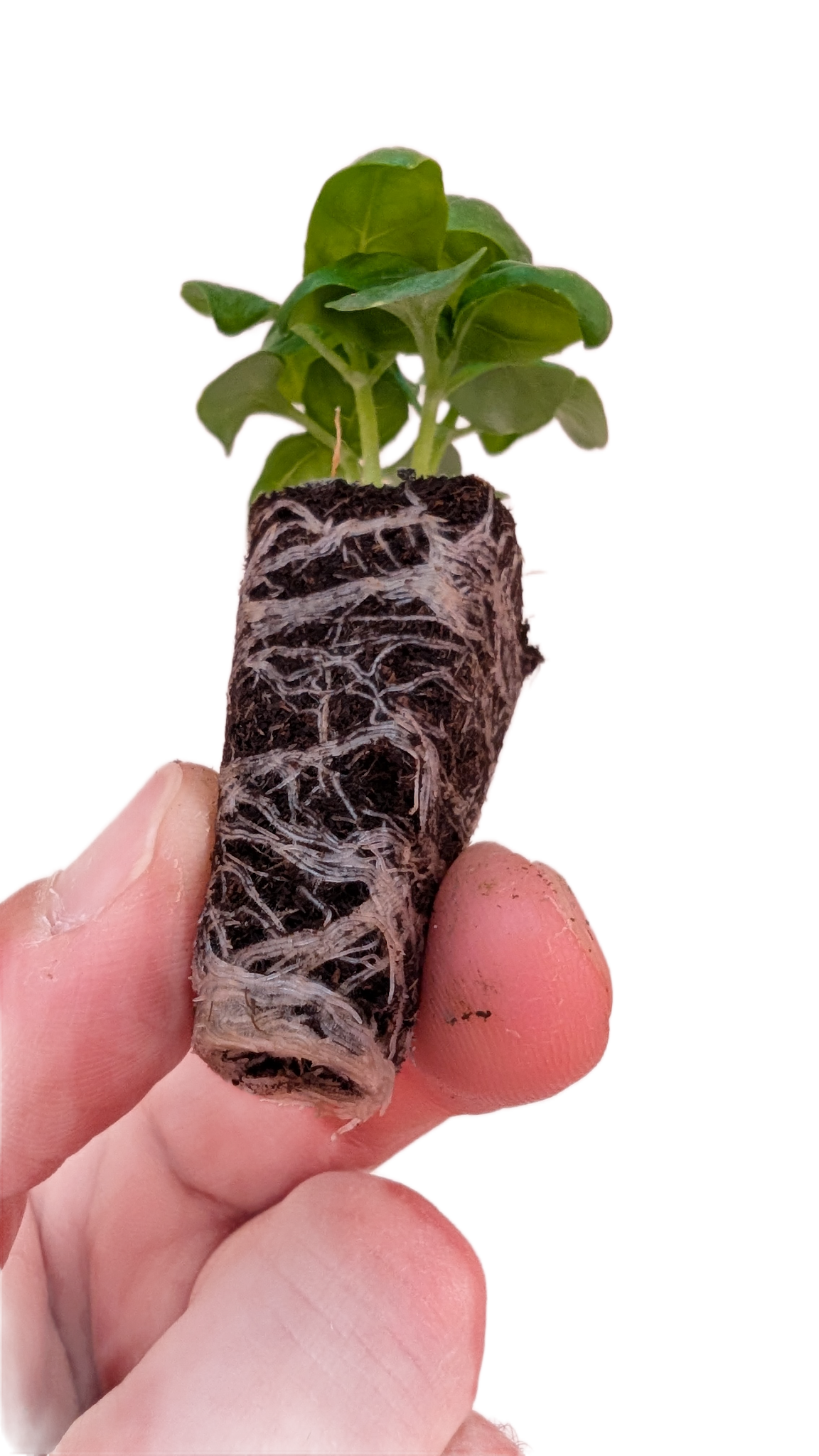 A basil seedling with a developed root plug.