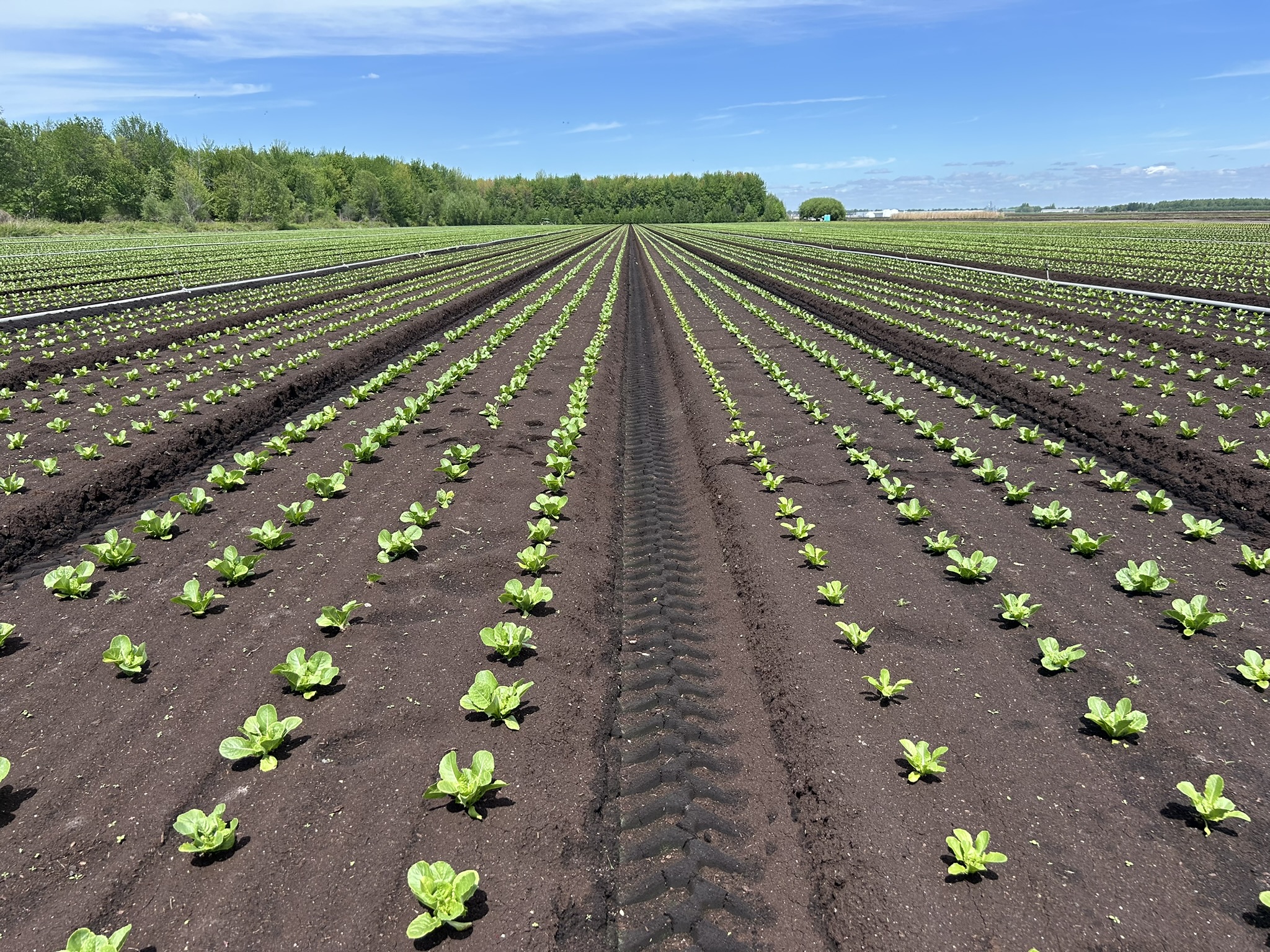 Young crop rows growing in a field.