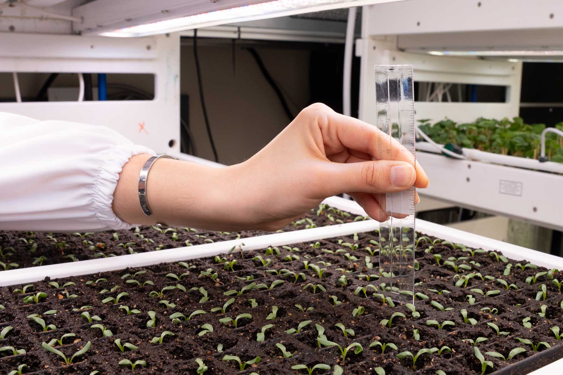 Measuring seedlings during propagation at Planteva.