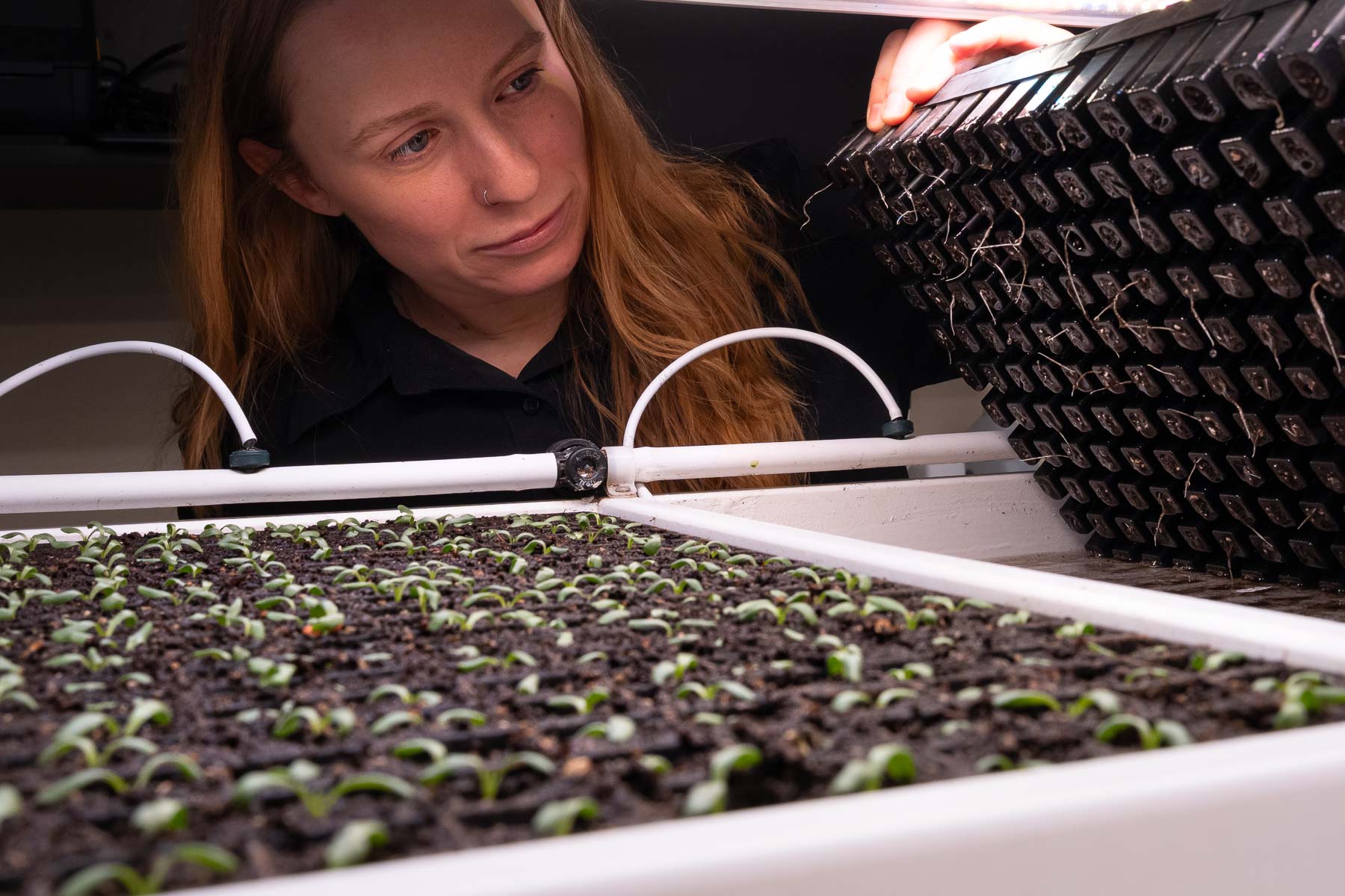 Inspecting root development in seedling trays at Planteva.
