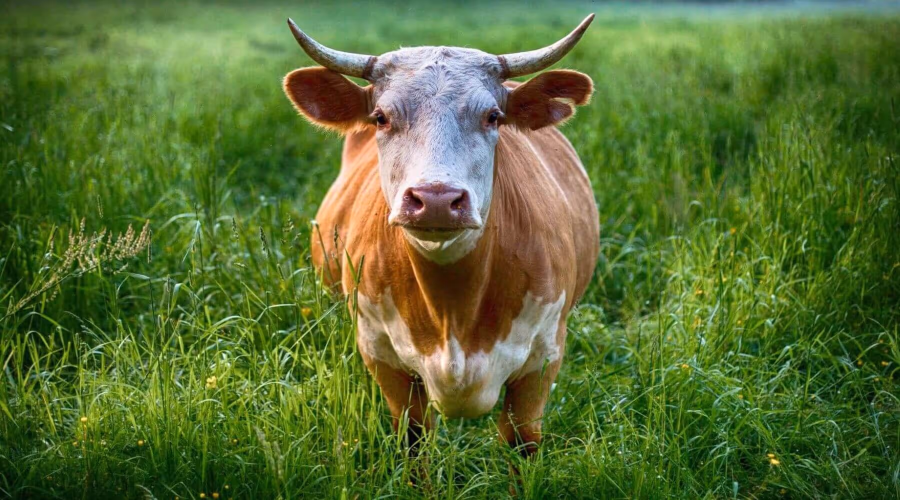 Großtierleistungen bei der Tierarztpraxis Altenmarkt