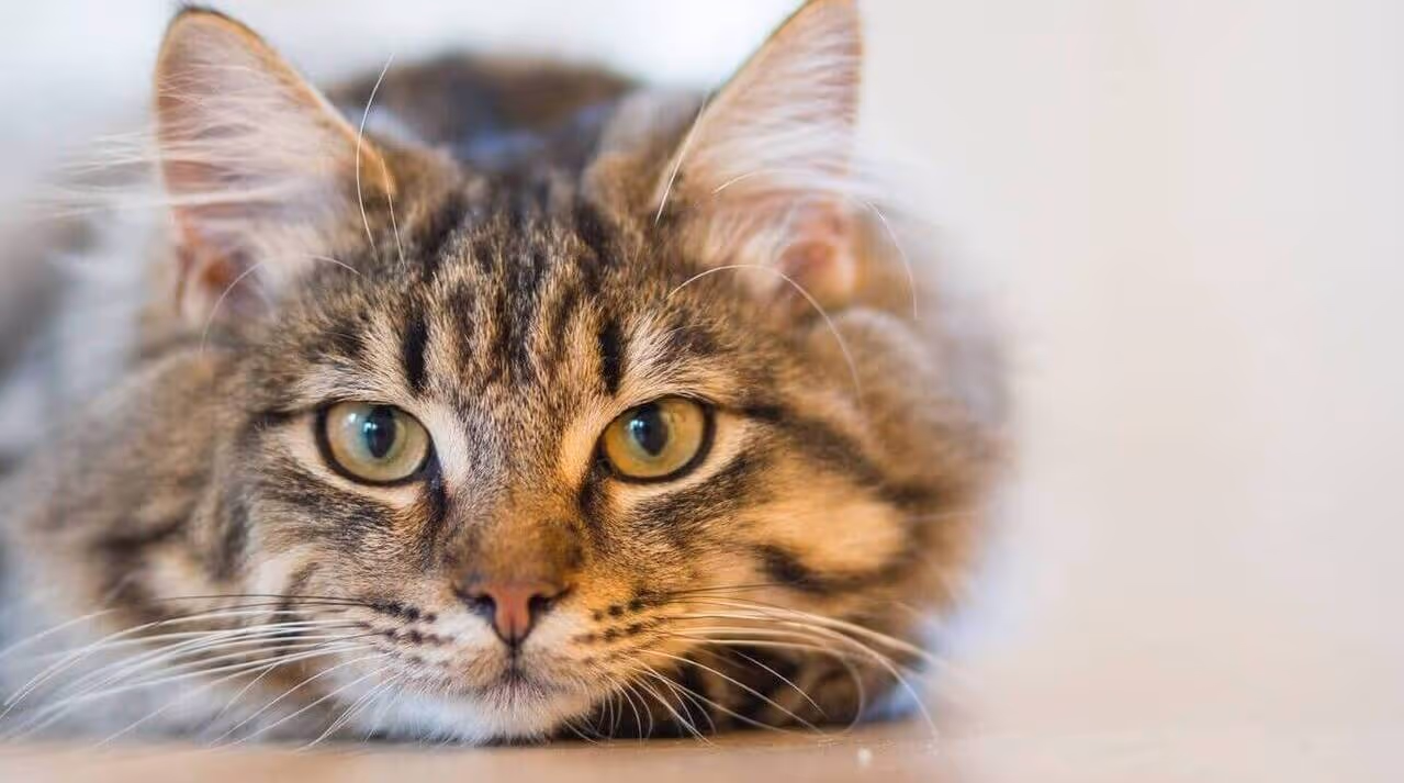 Kleintierleistungen bei der Tierarztpraxis Altenmarkt
