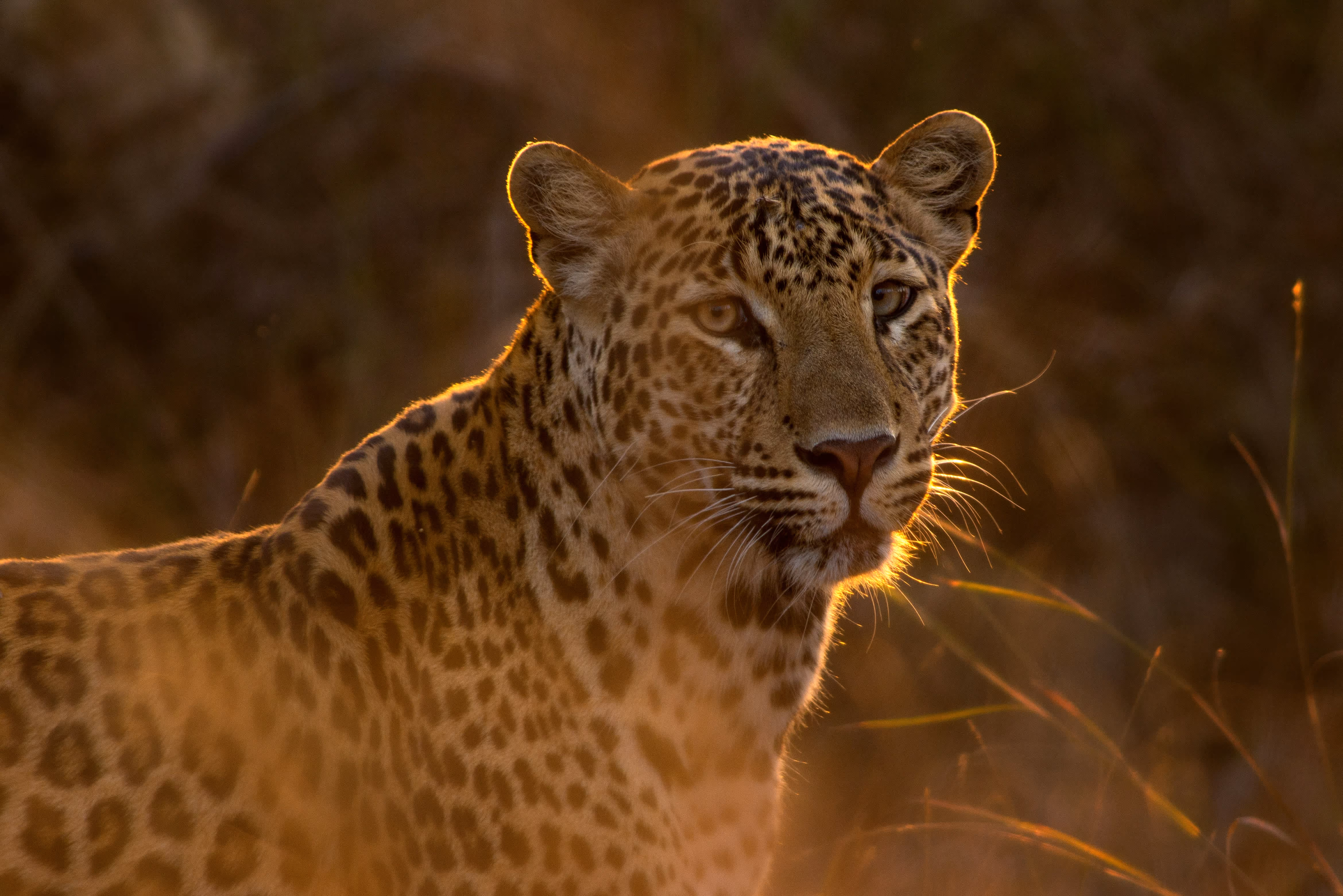 Close-up of a leopard with glowing outline on its ears and whiskers in tall grass during sunset.