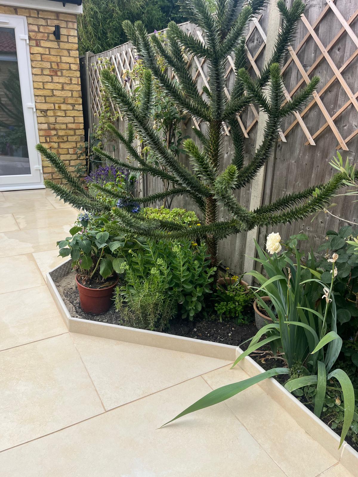 Planting beds and paved garden around garden office in Wimbledon SW19