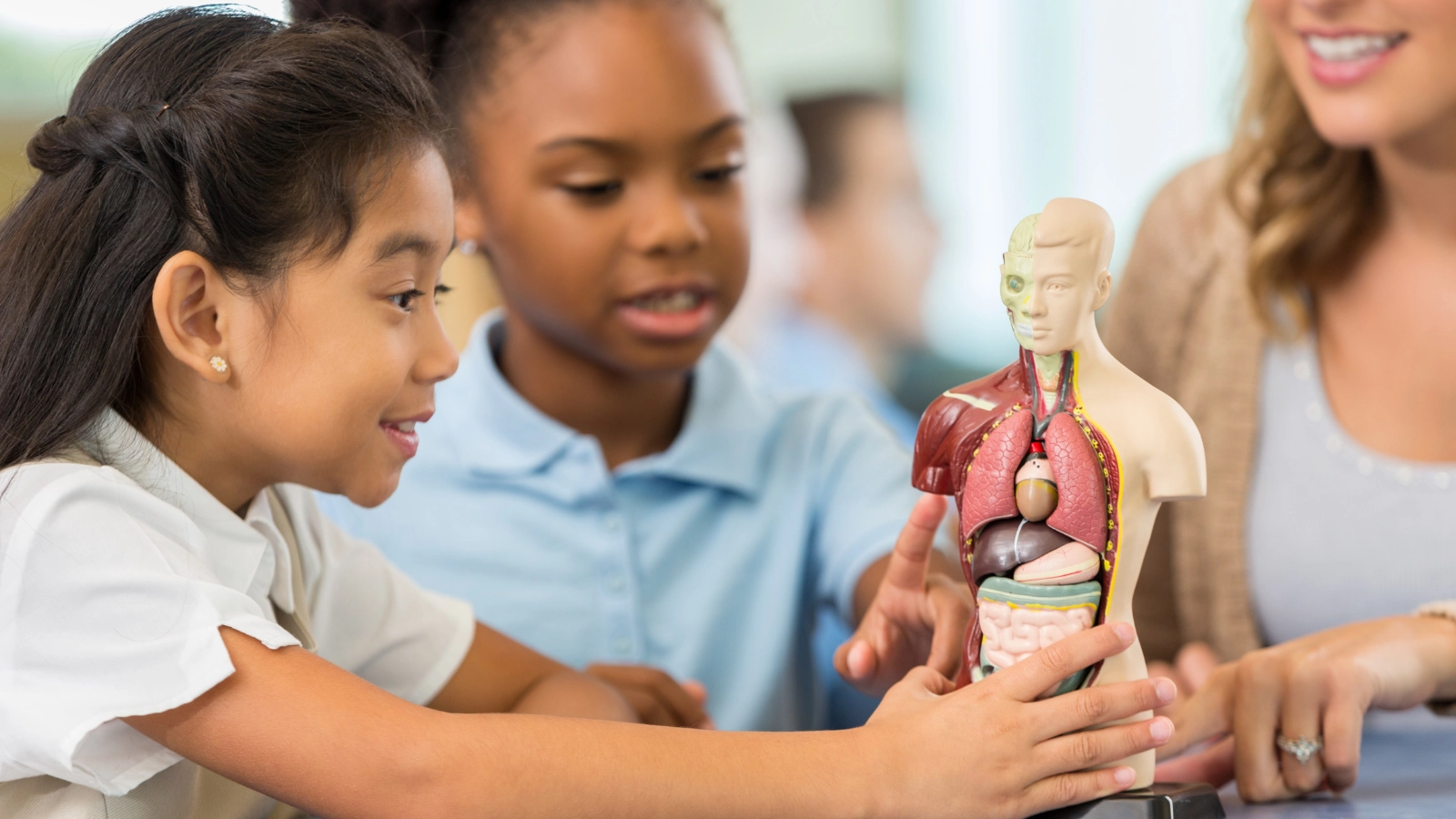 Two young girls and a woman studying a human anatomy model showing internal organs.