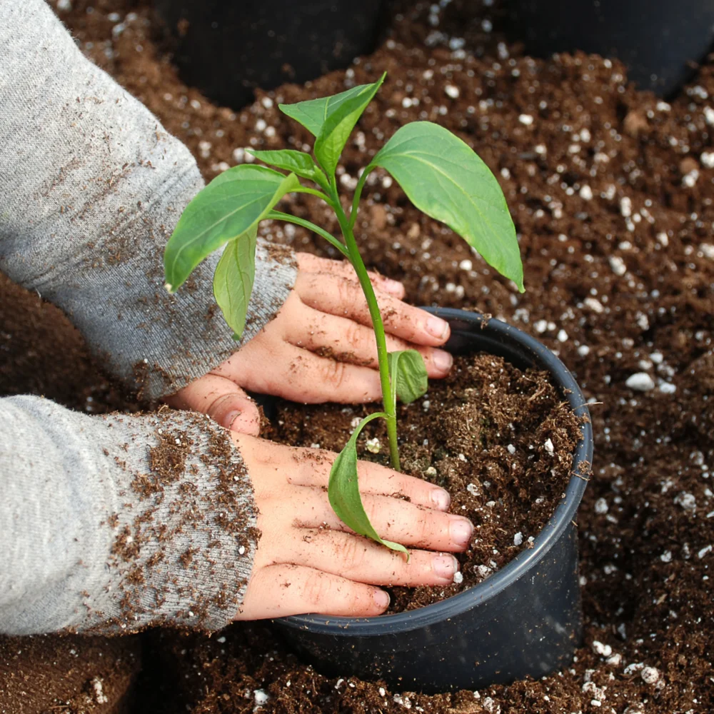 Hands in dirty sleeves planting a green seedling into soil inside a black pot.