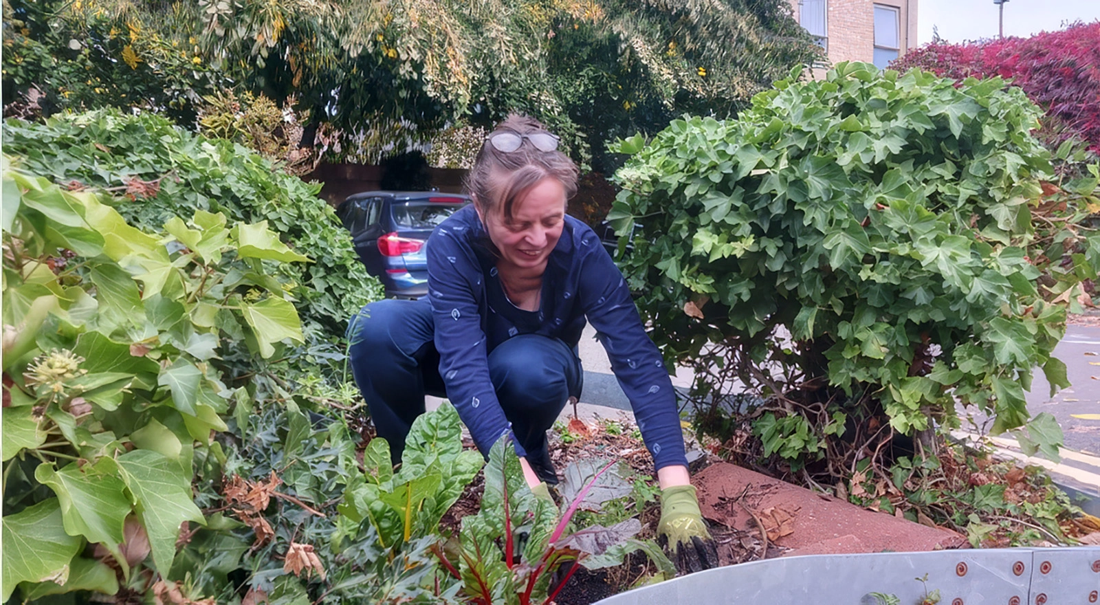 A person wearing green gardening gloves and navy blue clothing is crouched down outdoors tending to a garden bed surrounded by green leafy plants and bushes, with a car and buildings visible in the background.