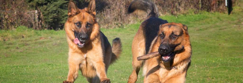 Two happy German Shepherd Dogs playing outside with a stick
