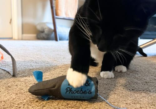 Cat playing with cloth mouse for cat enrichment