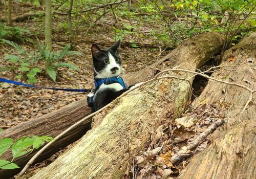 Cat walking on leash outside for cat enrichment