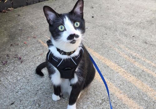Cat walking on leash outside for cat enrichment