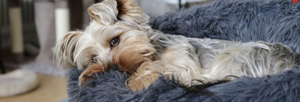 Dog in a safe haven during a thunderstorm, laying in a dog bed