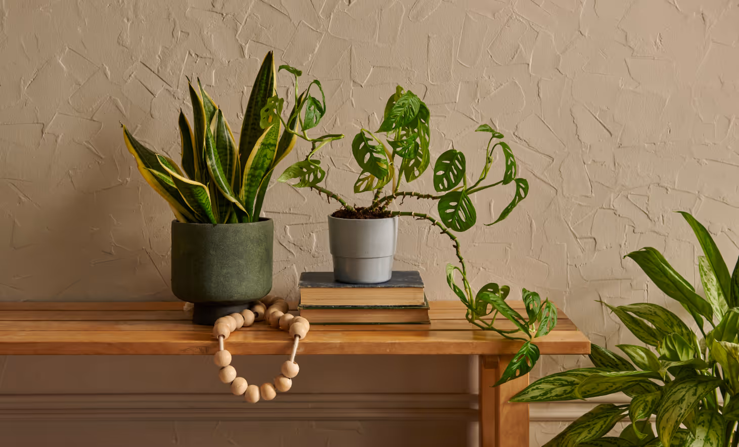 decorative plants on shelf stock image