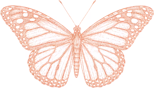 Detailed orange line drawing of a butterfly with wings spread wide, showing wing patterns.