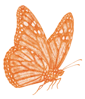 Orange butterfly with white spots on wings in side profile view.