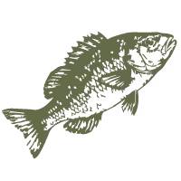 illustration of a fish