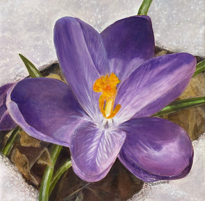 painting of a crokus up close