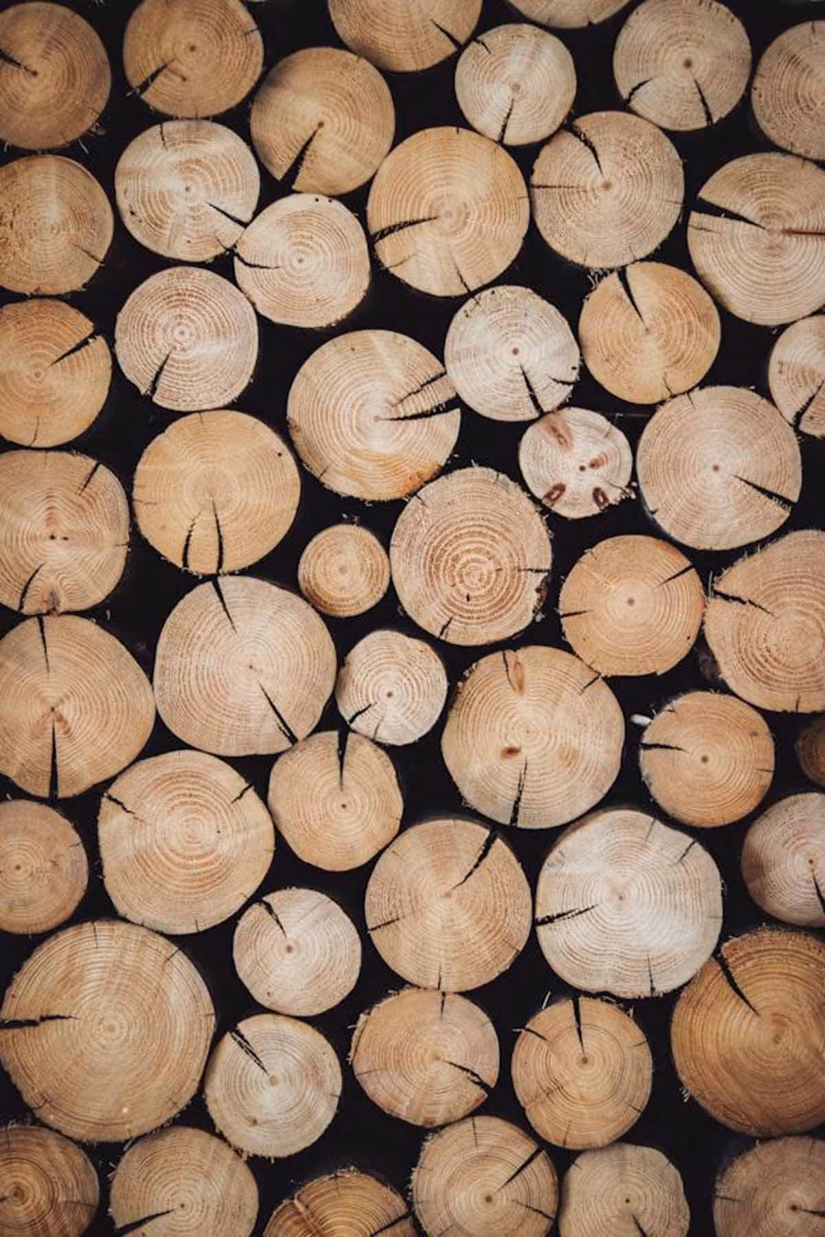 Close-up of stacked cross-sections of tree logs showing growth rings and cracks.