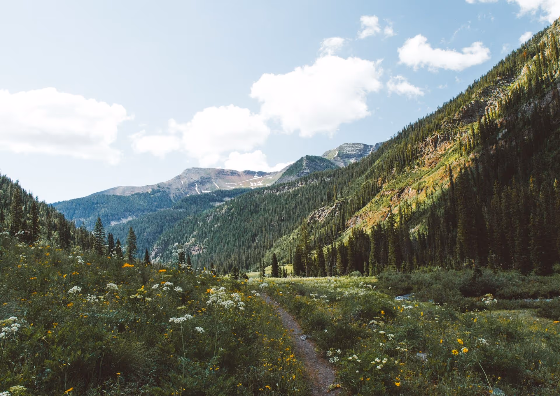 Trail through wildflowers in a mountain valley with pine forests under a blue sky with clouds.