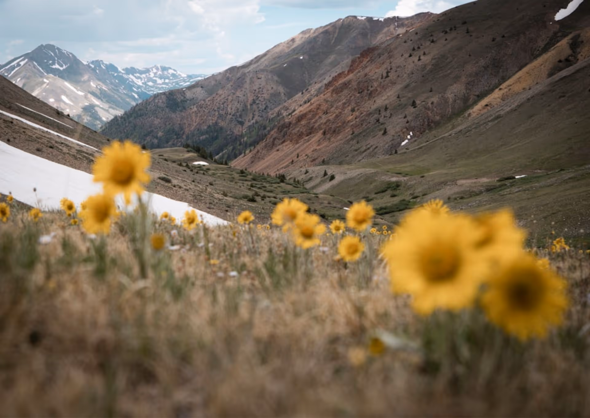 Yellow wildflowers in mountain valley with patches of snow and distant snowy peaks under cloudy sky.