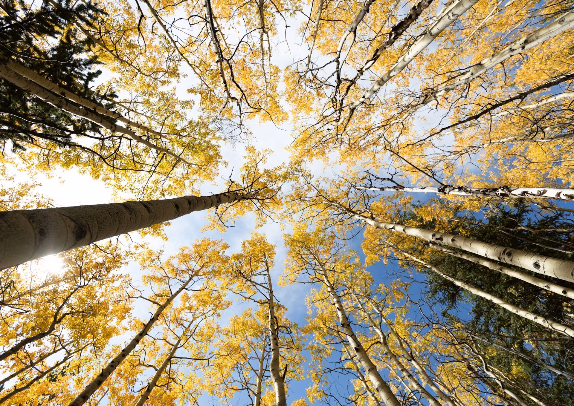 Tall aspen trees with yellow autumn leaves against blue sky, view from below.