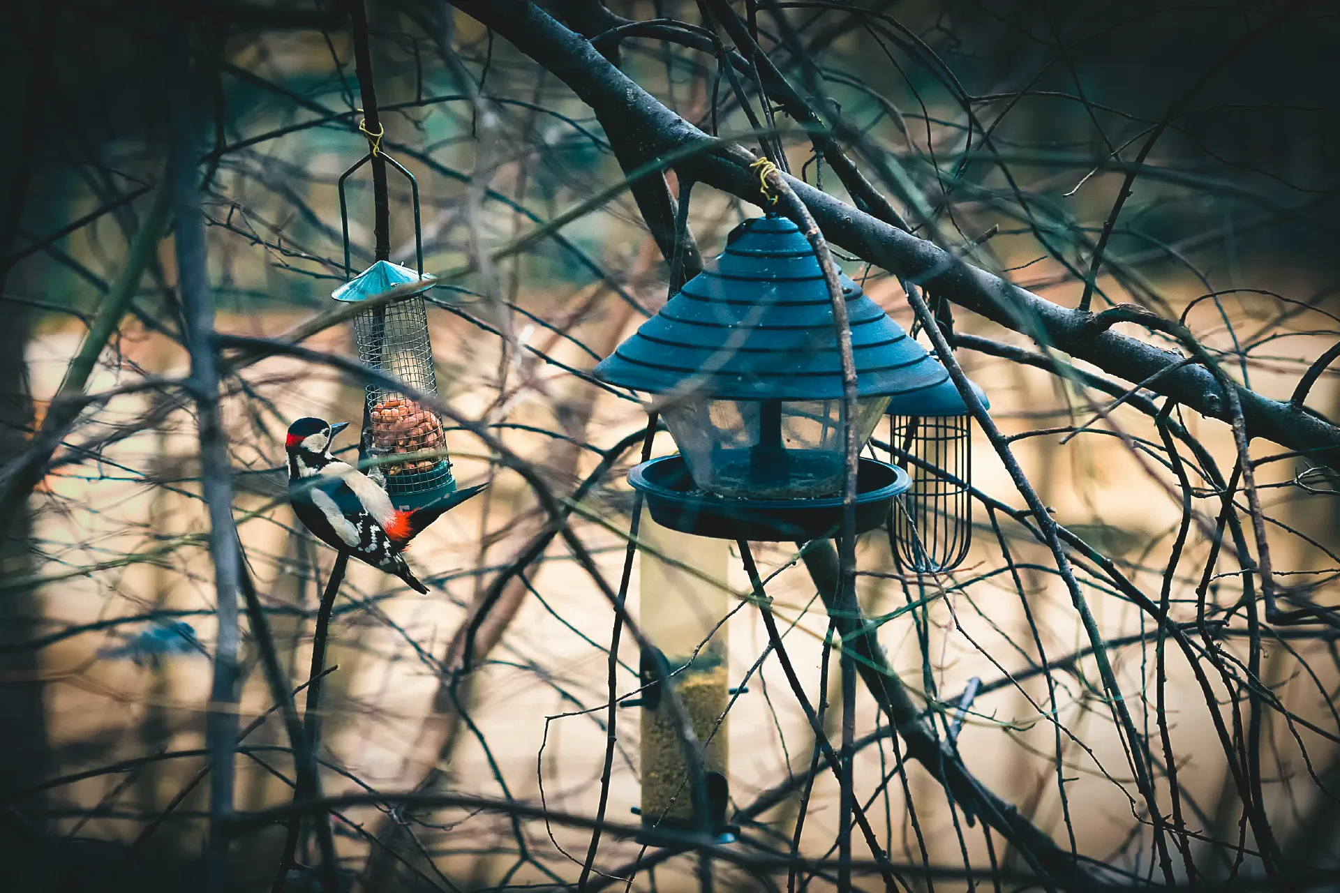 Woodpecker perched beside hanging bird feeders among bare tree branches.