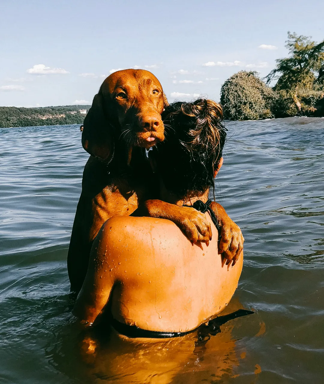 Brown dog resting on a person’s shoulder while swimming in the lake.