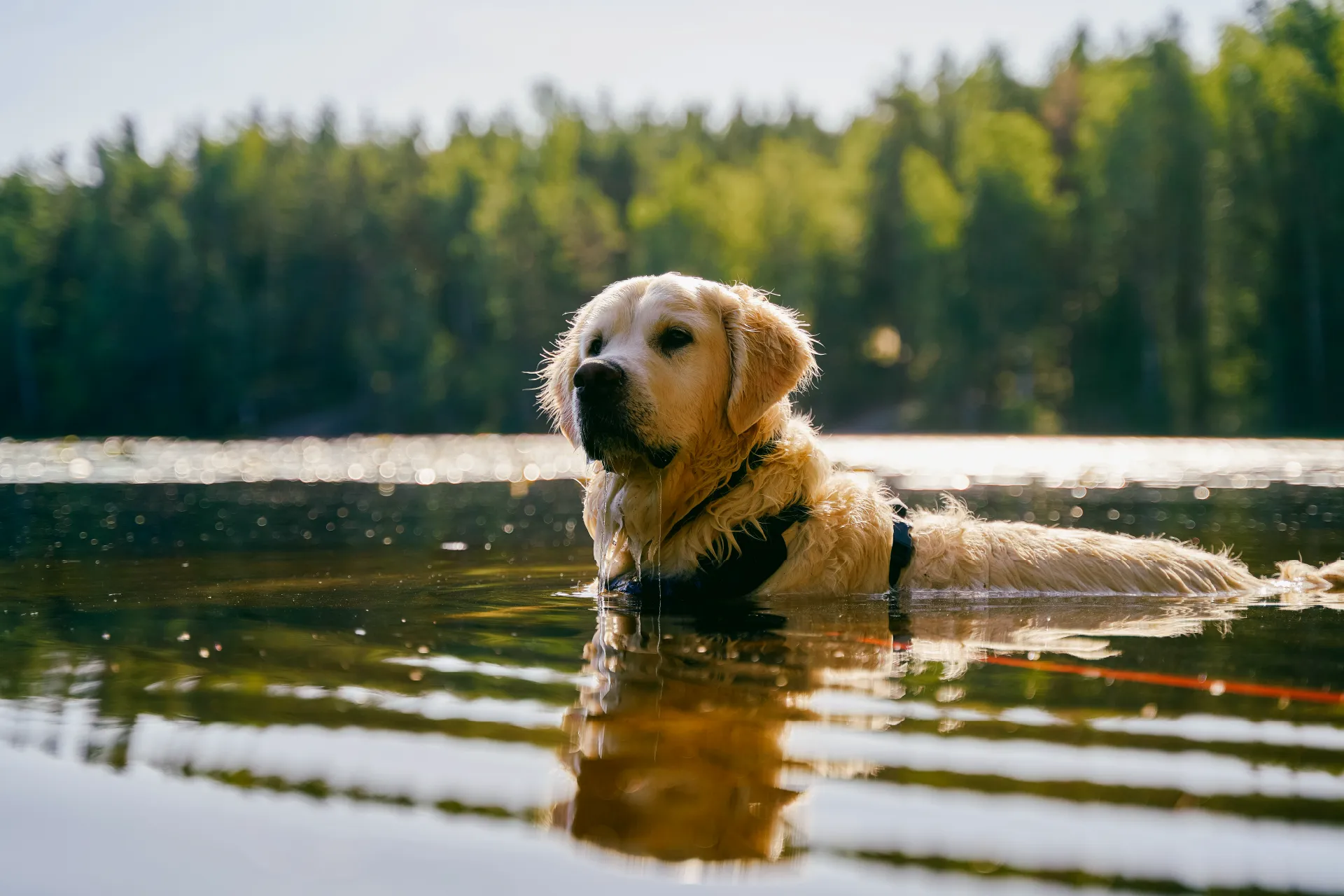 Golden retriever swimming in calm lake water with a forested shoreline in the background.