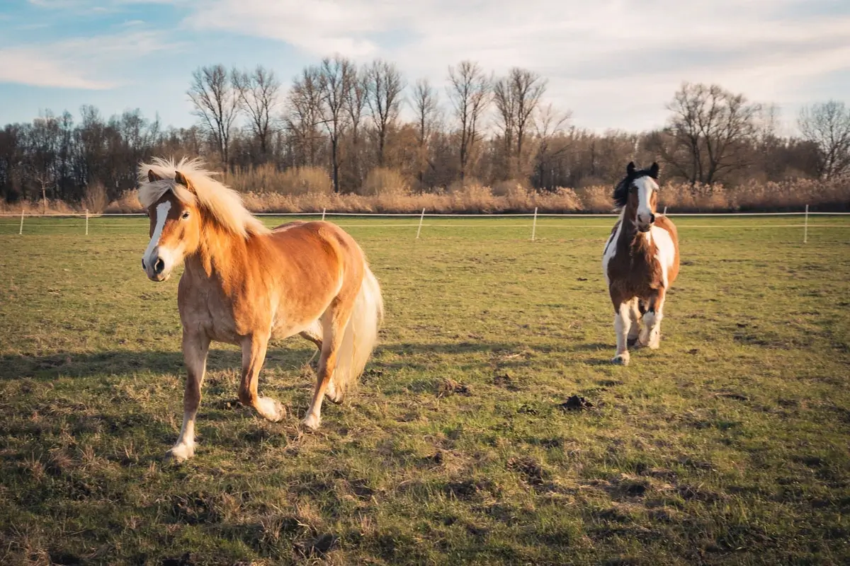 Zwei Pferde laufen über die Wiese. Die Pferde sind Otti und Balu.
