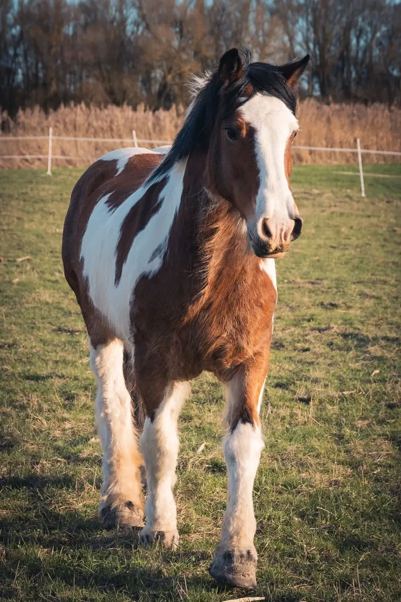 Ein Pferd läuft über die Wiese. Das Pferd ist Balu.